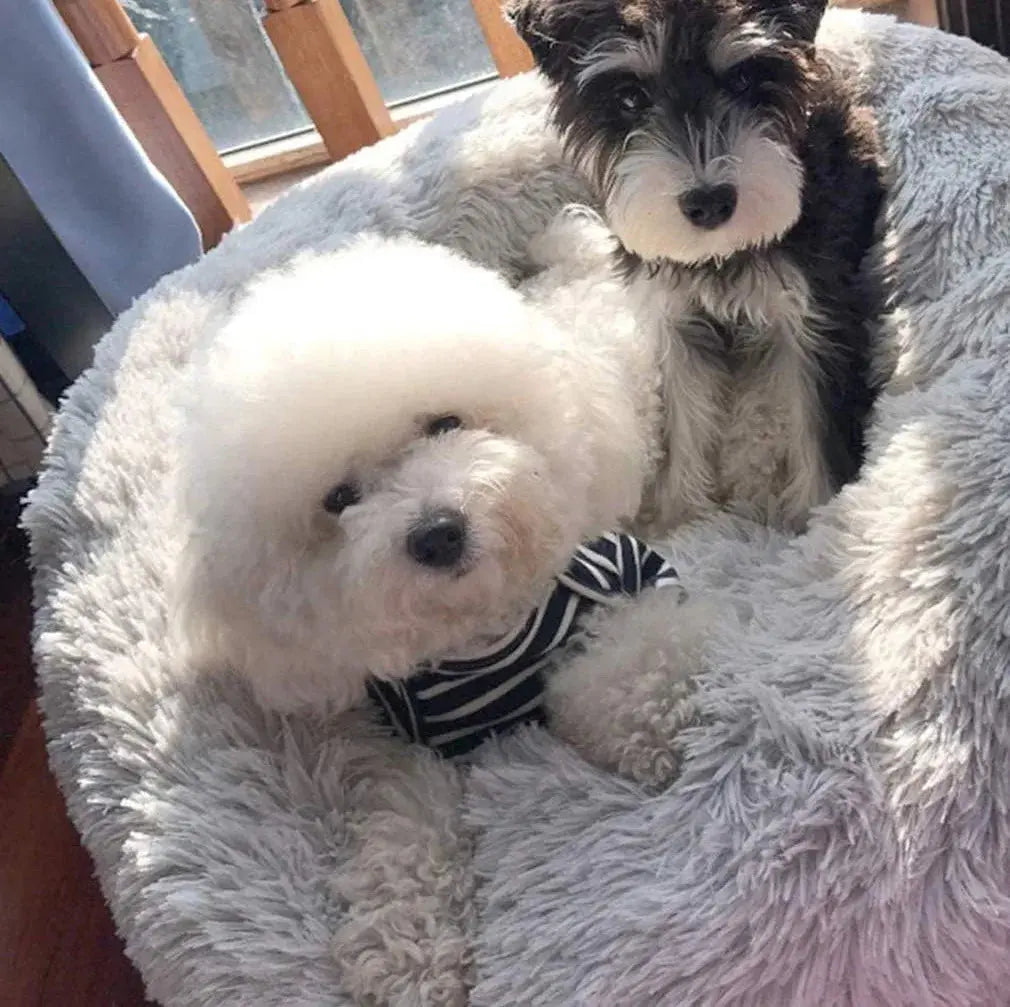 Teddy - Nid douillet - MyPetsFriends