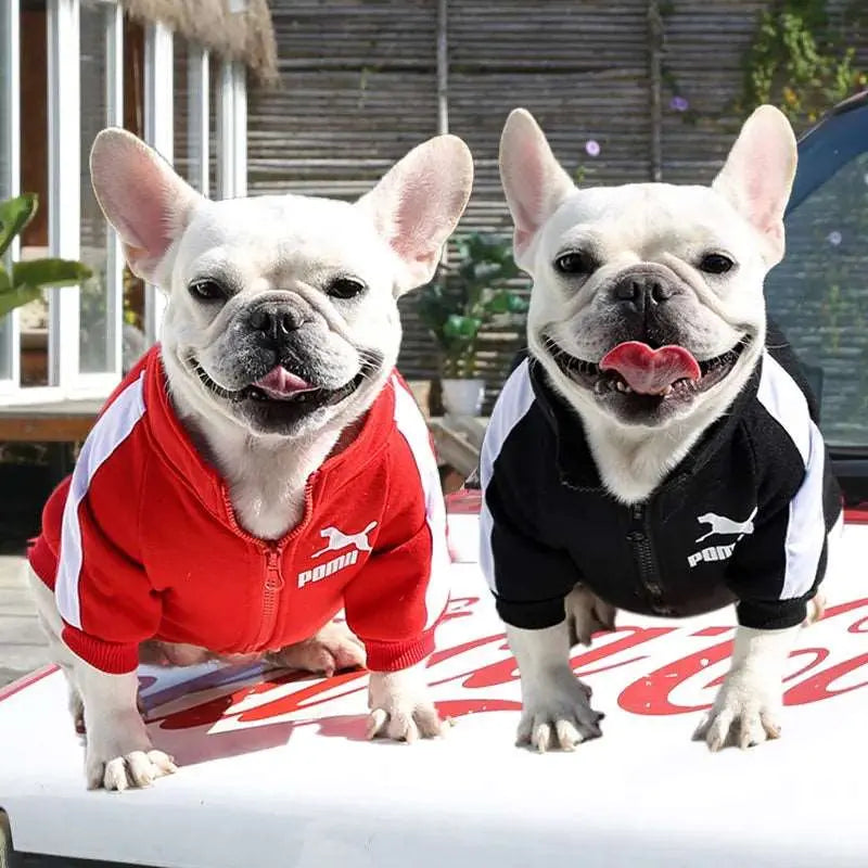 Sweat - Pull - MyPetsFriends