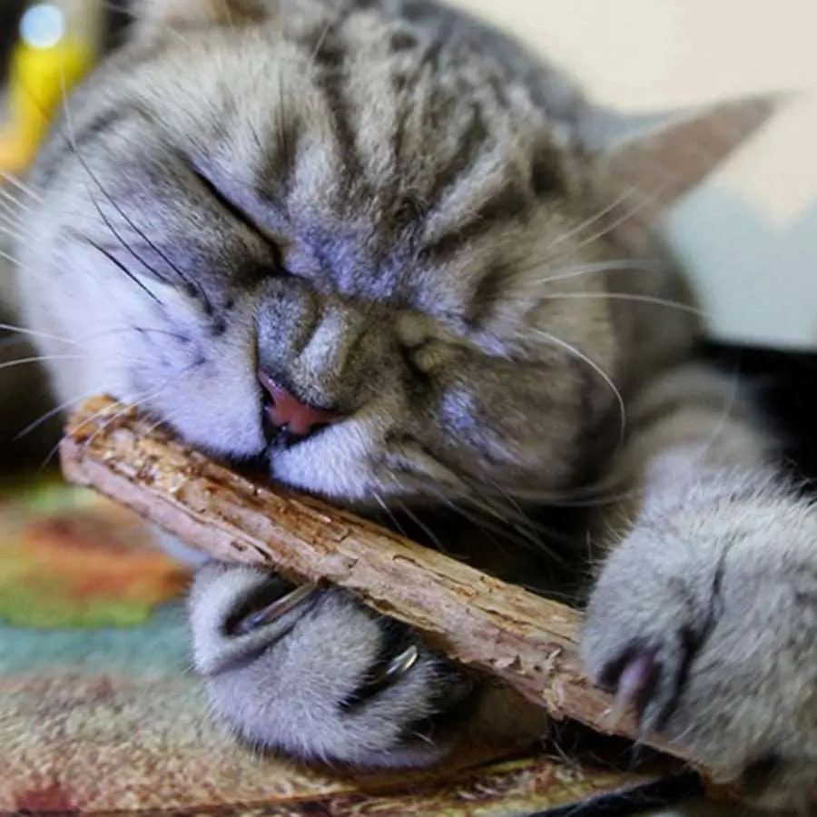 Snacks - Baton d'herbe à chat - MyPetsFriends