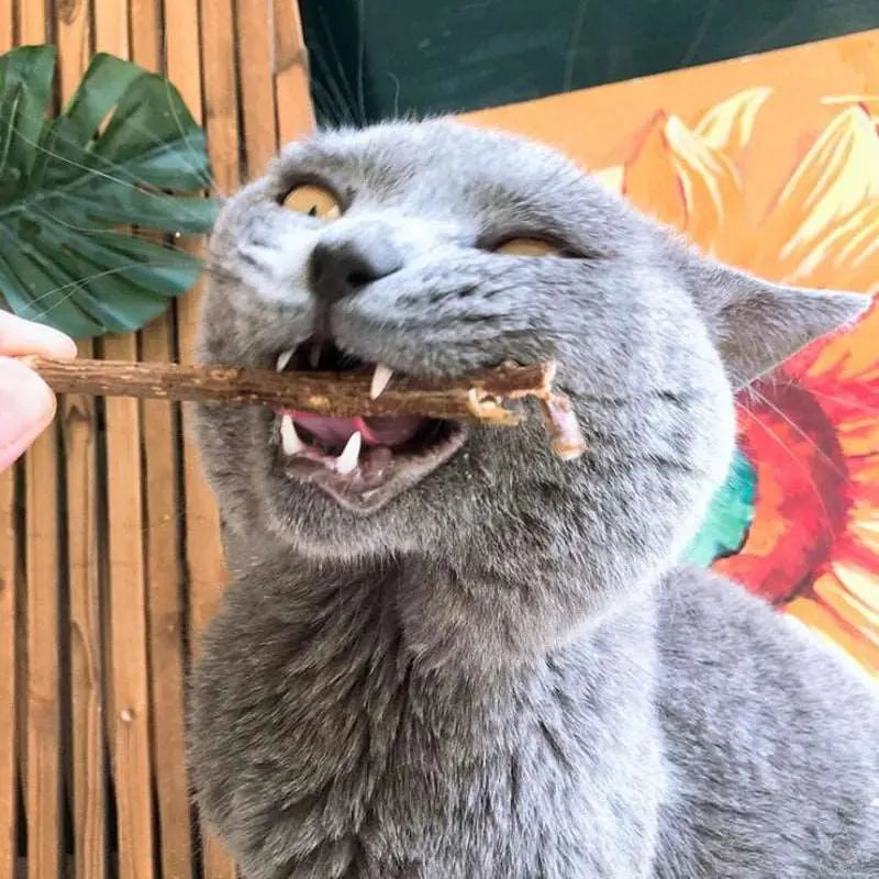 Snacks - Baton d'herbe à chat - MyPetsFriends