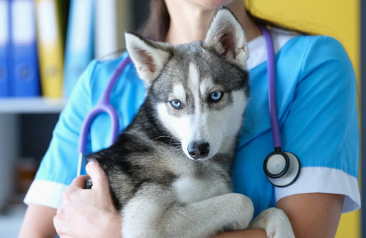 Infections-Dentaires-Oculaires-et-Auriculaires MyPetsFriends