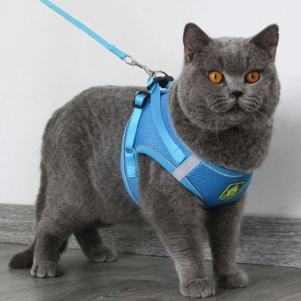 Kitolia - Harnais - MyPetsFriends