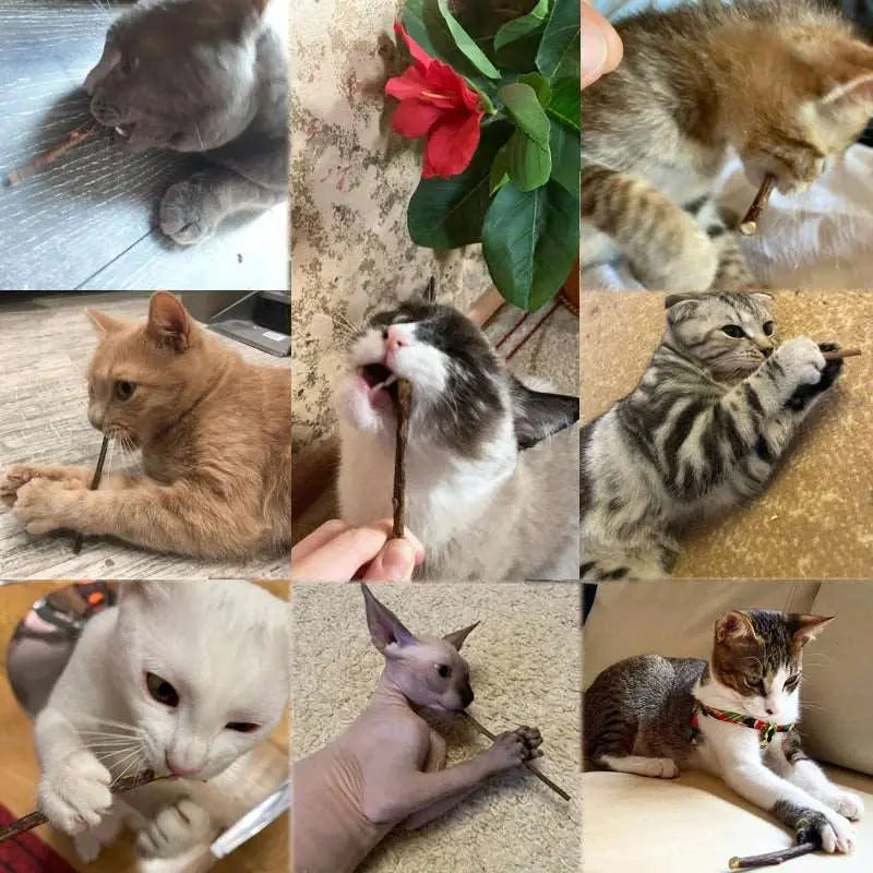 Snacks - Baton d'herbe à chat - MyPetsFriends