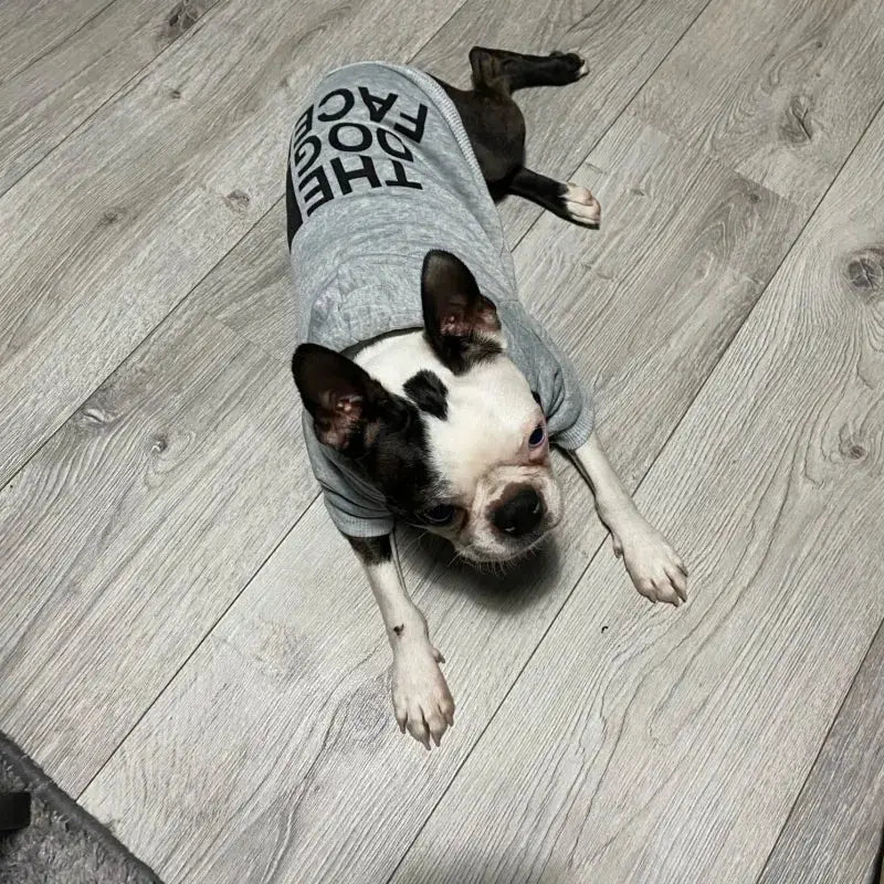TheDogFace - Pull - MyPetsFriends