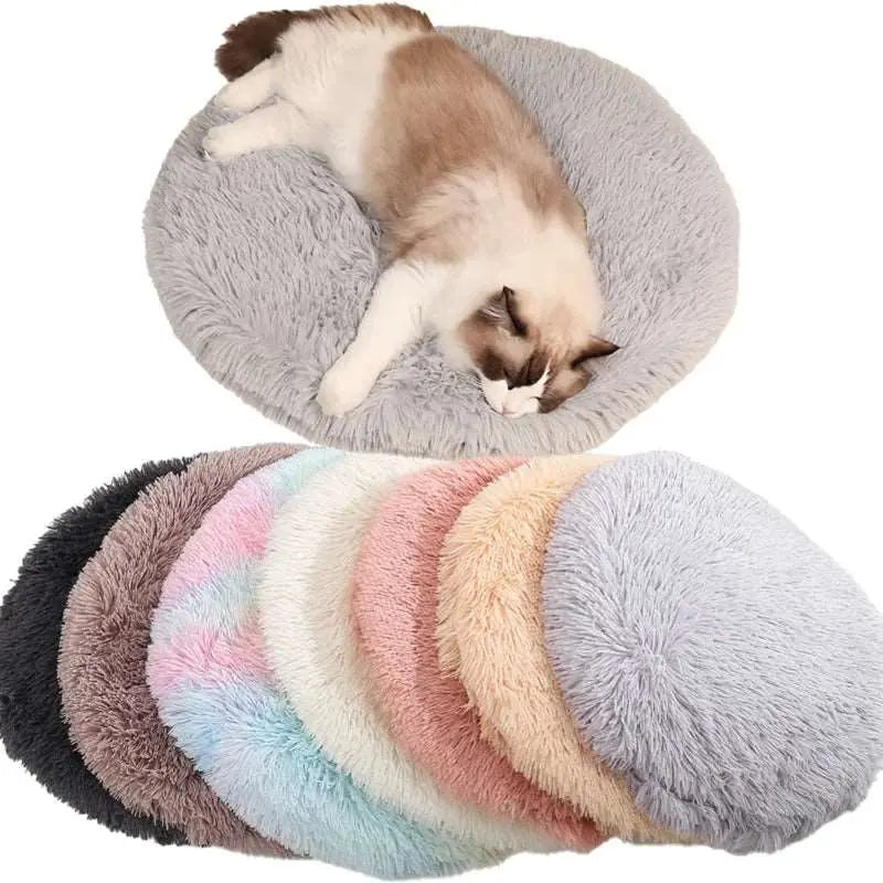 Aladin - Tapis douillet - MyPetsFriends