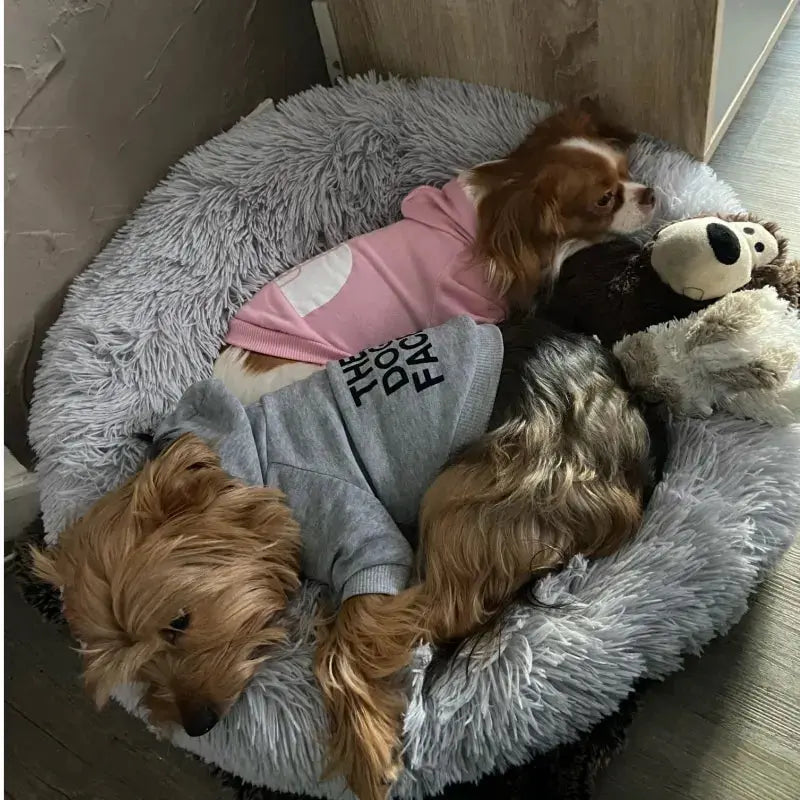 TheDogFace - Pull - MyPetsFriends