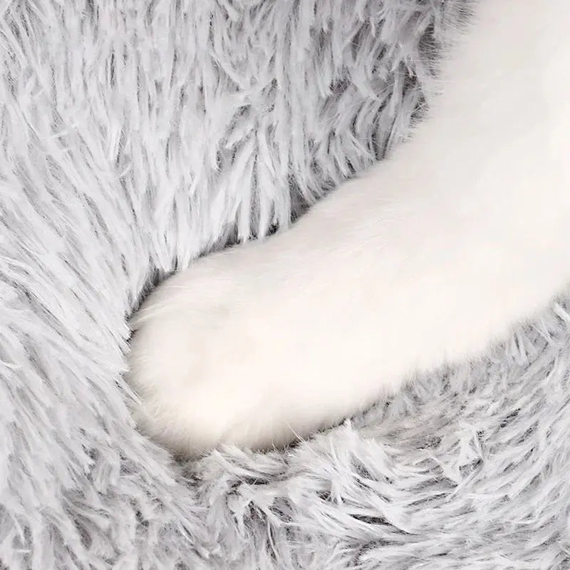 Aladin - Tapis douillet - MyPetsFriends