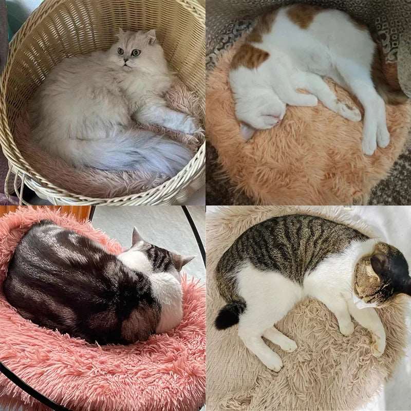 Aladin - Tapis douillet - MyPetsFriends